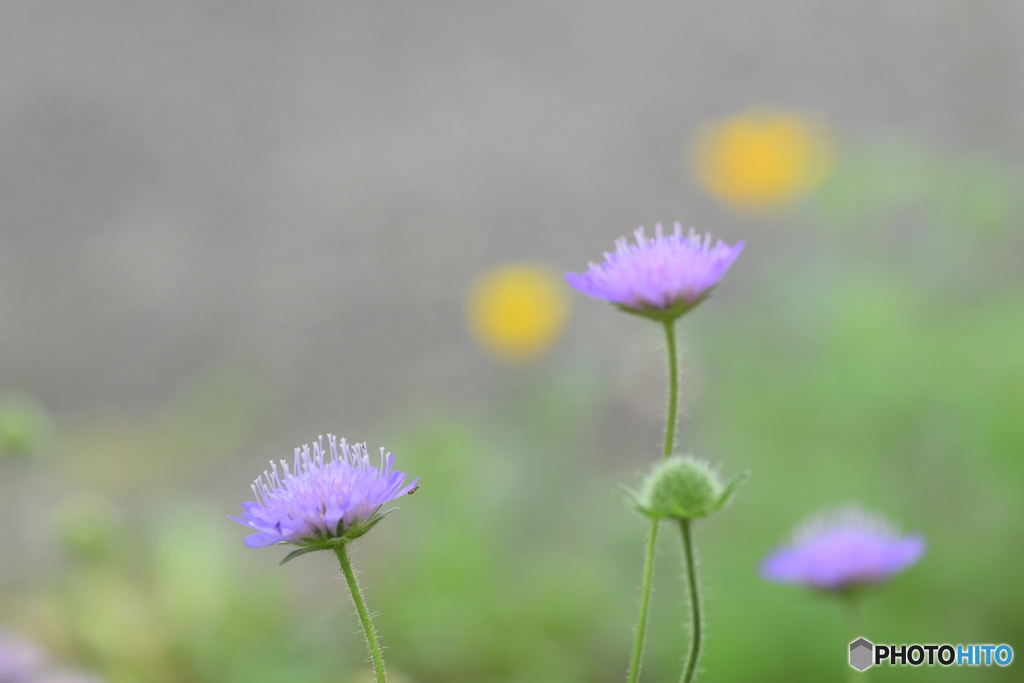 お花