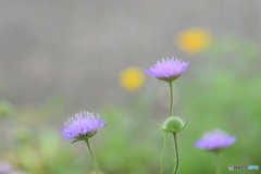 お花