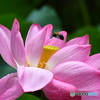 クマ蜂さんと 蓮の花