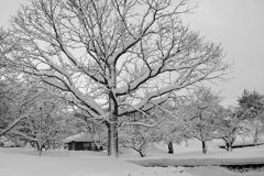 どこに行っても雪景色