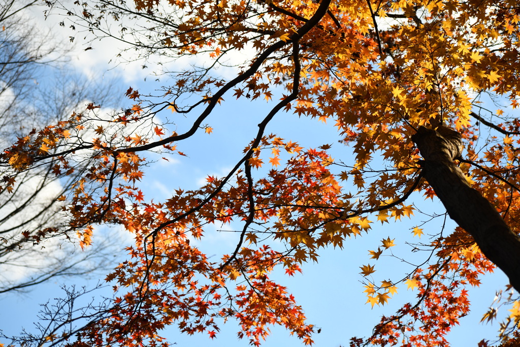 青空と紅葉