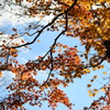 青空と紅葉