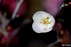 白いボケの花