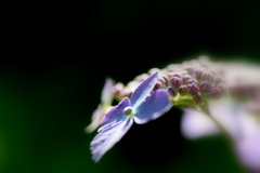 紫陽花