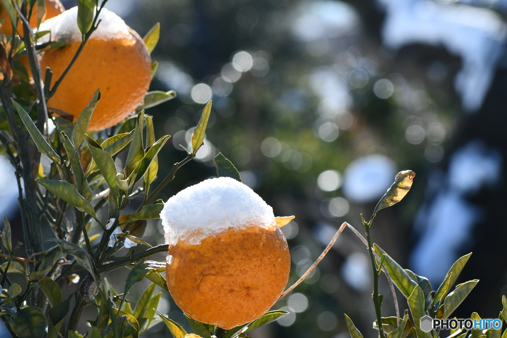 良いお天気になり、昨日の雪は解け始めています