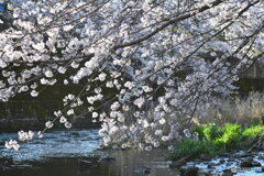 恩田川の桜④