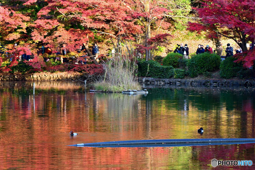 昨日の薬師池公園