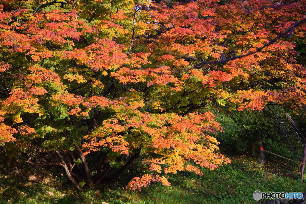 お堀の紅葉