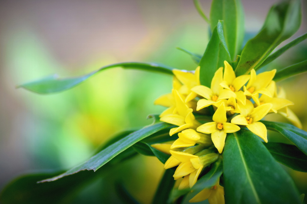 公園で見つけたお花