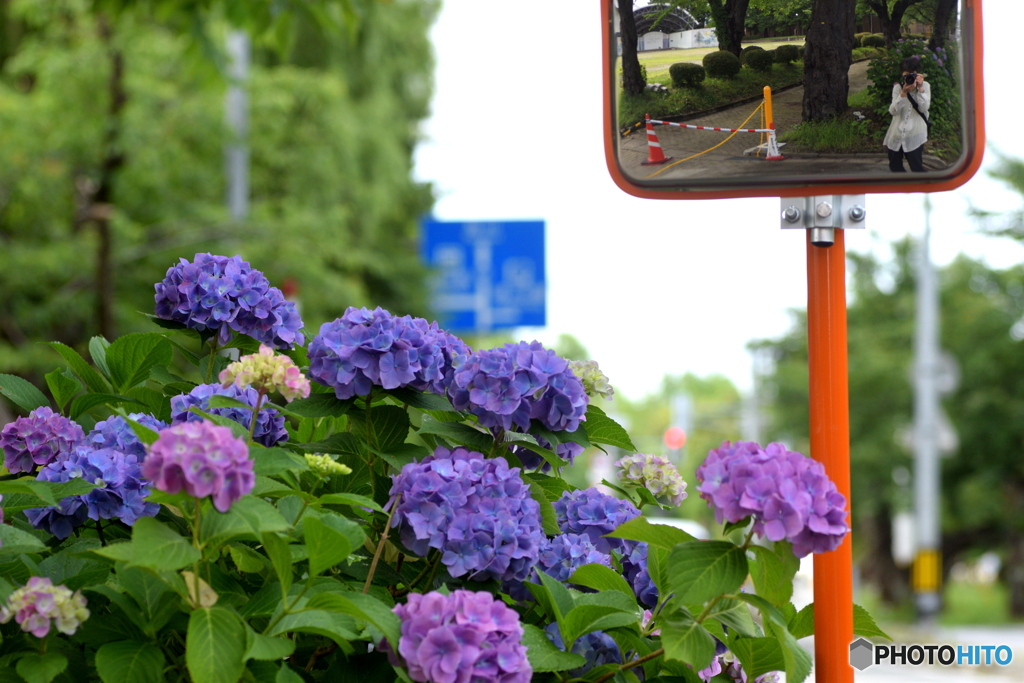 公園前の紫陽花