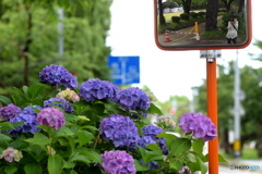 公園前の紫陽花