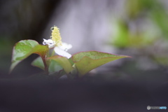 雨の日のお散歩②