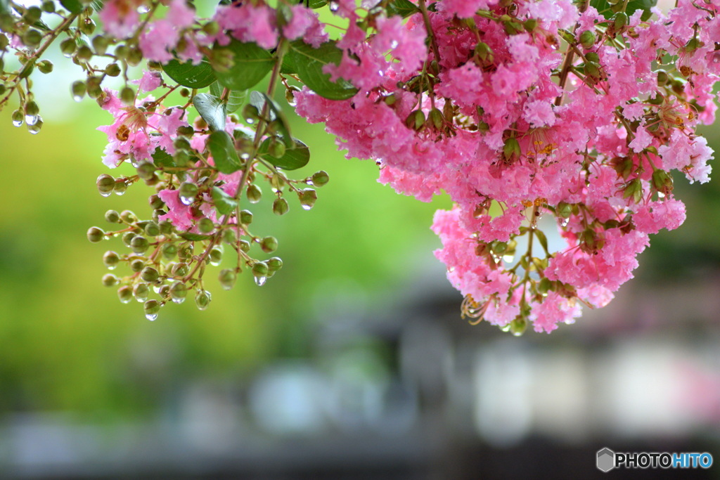 雨の日の 百日紅