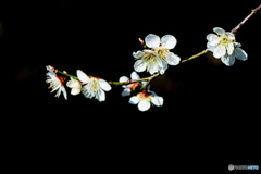 梅の花