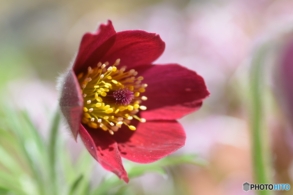 赤い帽子の似合うお嬢さん