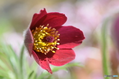赤い帽子の似合うお嬢さん