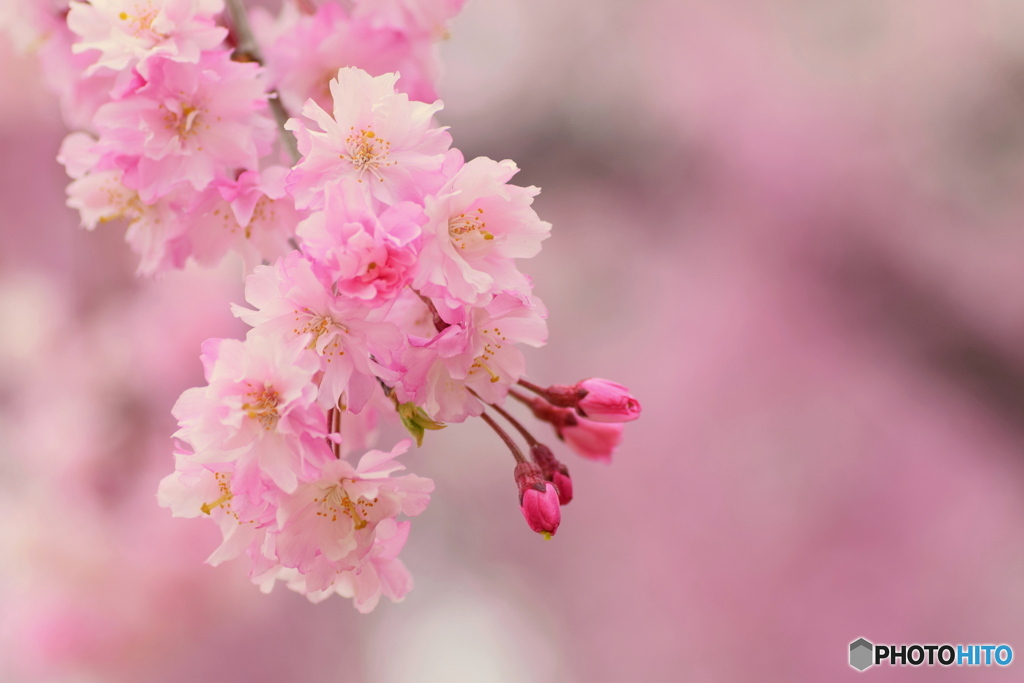 去年の桜