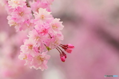 去年の桜