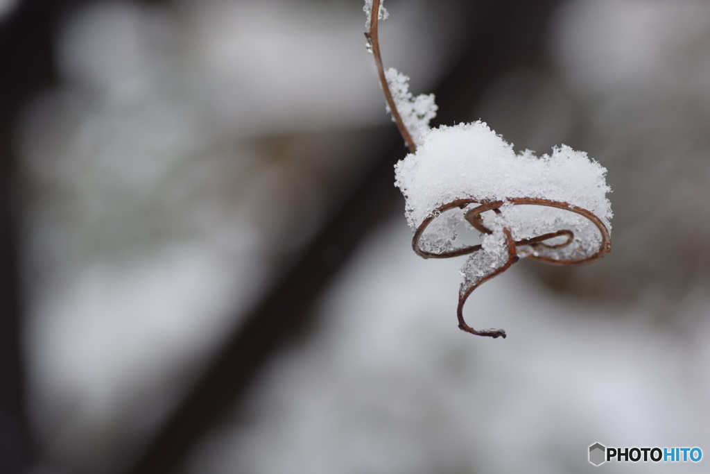 今日は雪が降りました