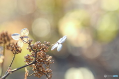 12月29日の 紫陽花