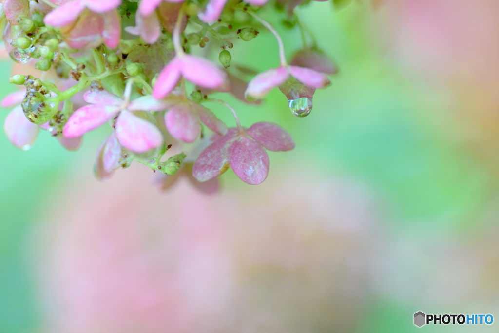 １０月の紫陽花
