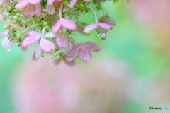 １０月の紫陽花