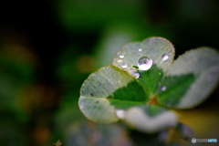 雨の日の、四っ葉のクローバー