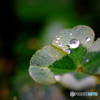 雨の日の、四っ葉のクローバー