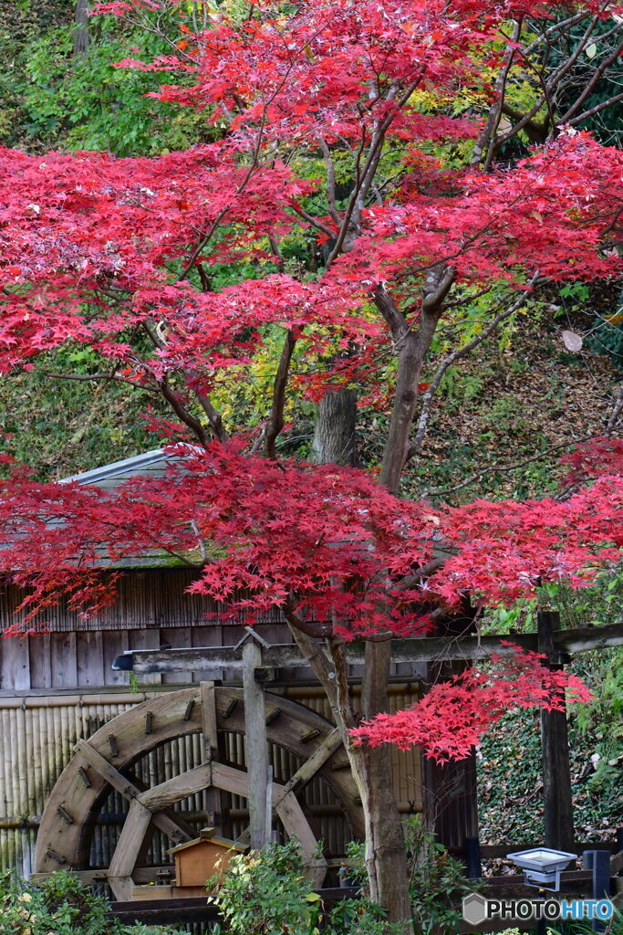 紅葉と水車