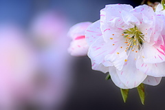 花もも