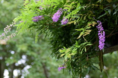 ８月なのに、藤の花が咲いていました