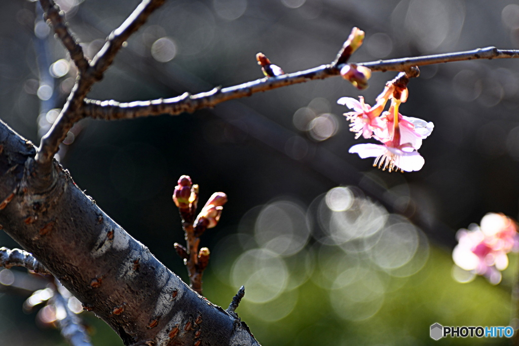 河津桜が咲いていました