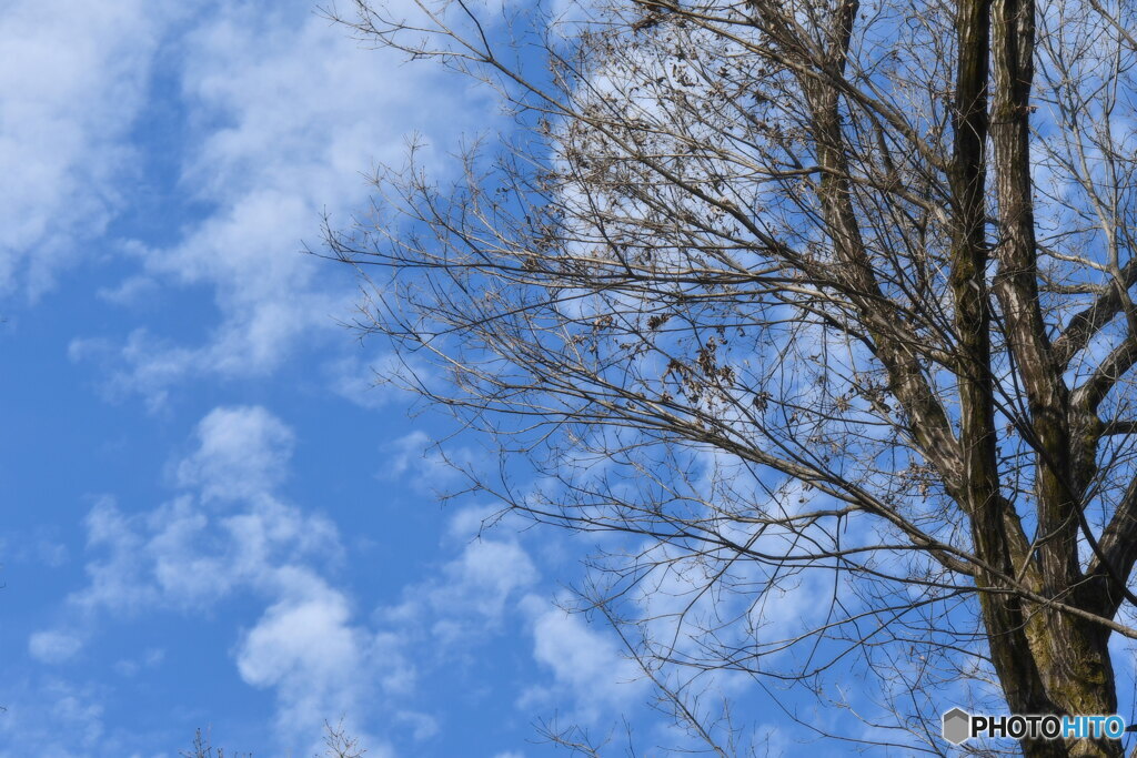 雲と樹