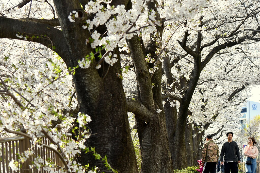 満開の桜⑥