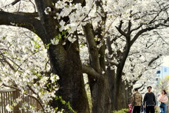満開の桜⑥