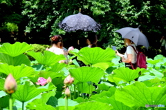 蓮を楽しむ人たち