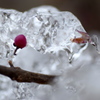 雪が解けて