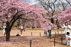 代々木公園の河津桜①
