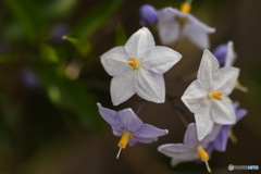 お花