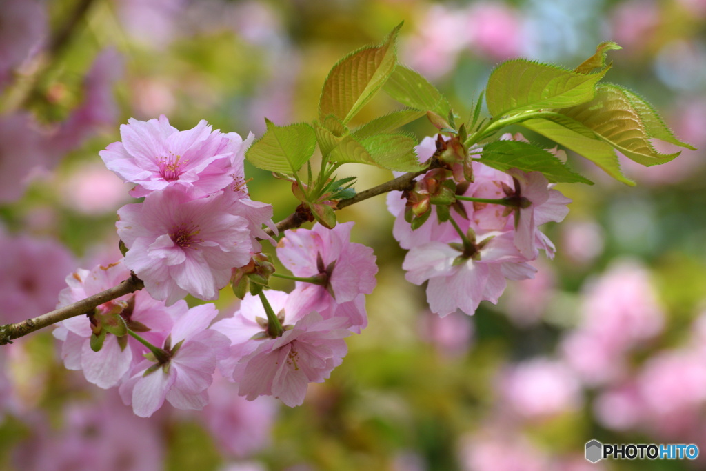 純潔（花言葉）