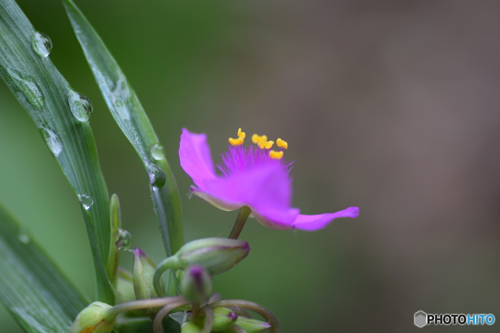 雨の日が続いています