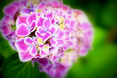 華やかな紫陽花