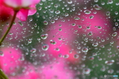 ピンクの薔薇と雨粒