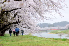 雨の桧木内川堤