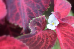 イタタ　変なところから顔出してしまった