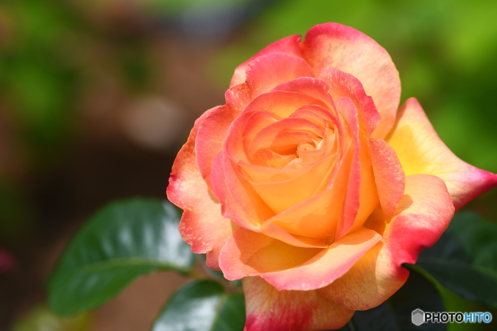 野津田公園の薔薇①