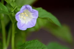 山ホオズキの花