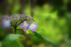 ひっそりと咲く