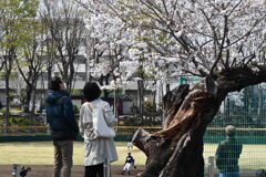 桜を見る人、野球を見る人