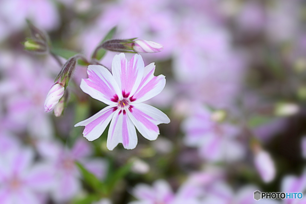 芝桜